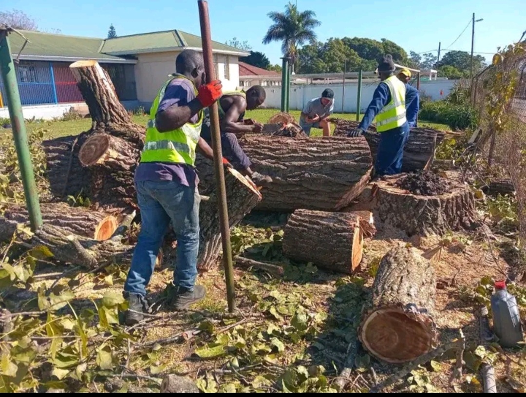 Crew cutting felled trunks into logs during site clearance