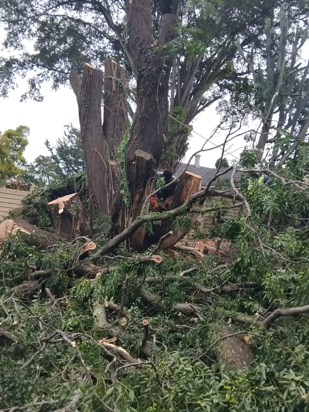 Cut branches surrounding a tree during site clearance