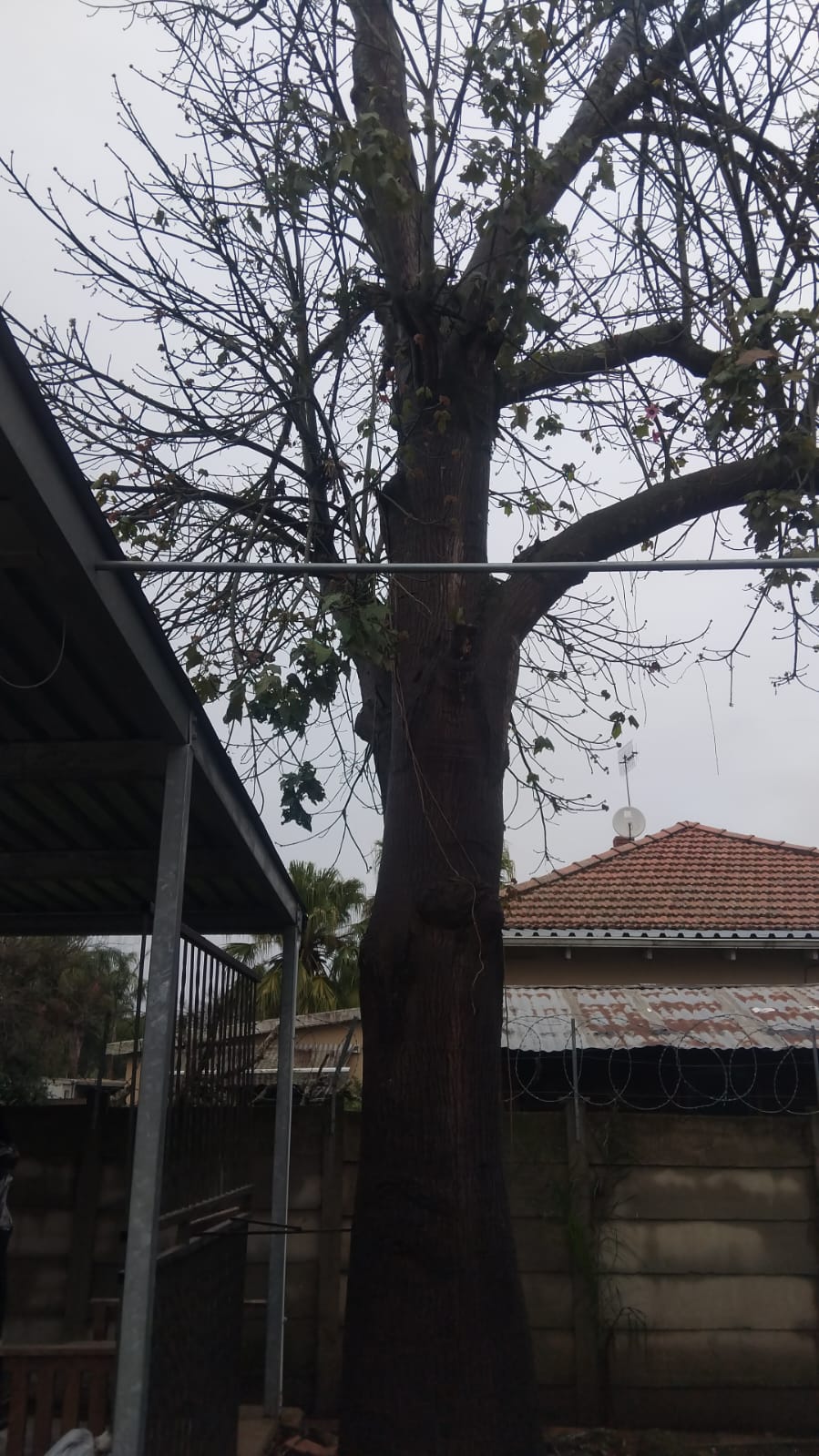 Large tree beside a garden outbuilding
