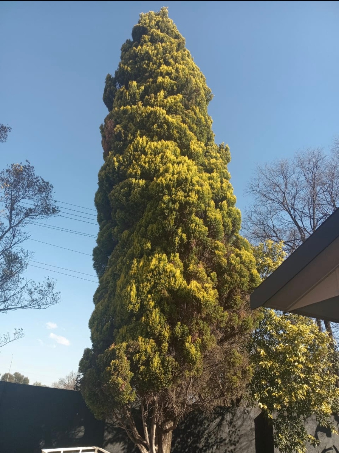 Mature cypress tree assessed before felling