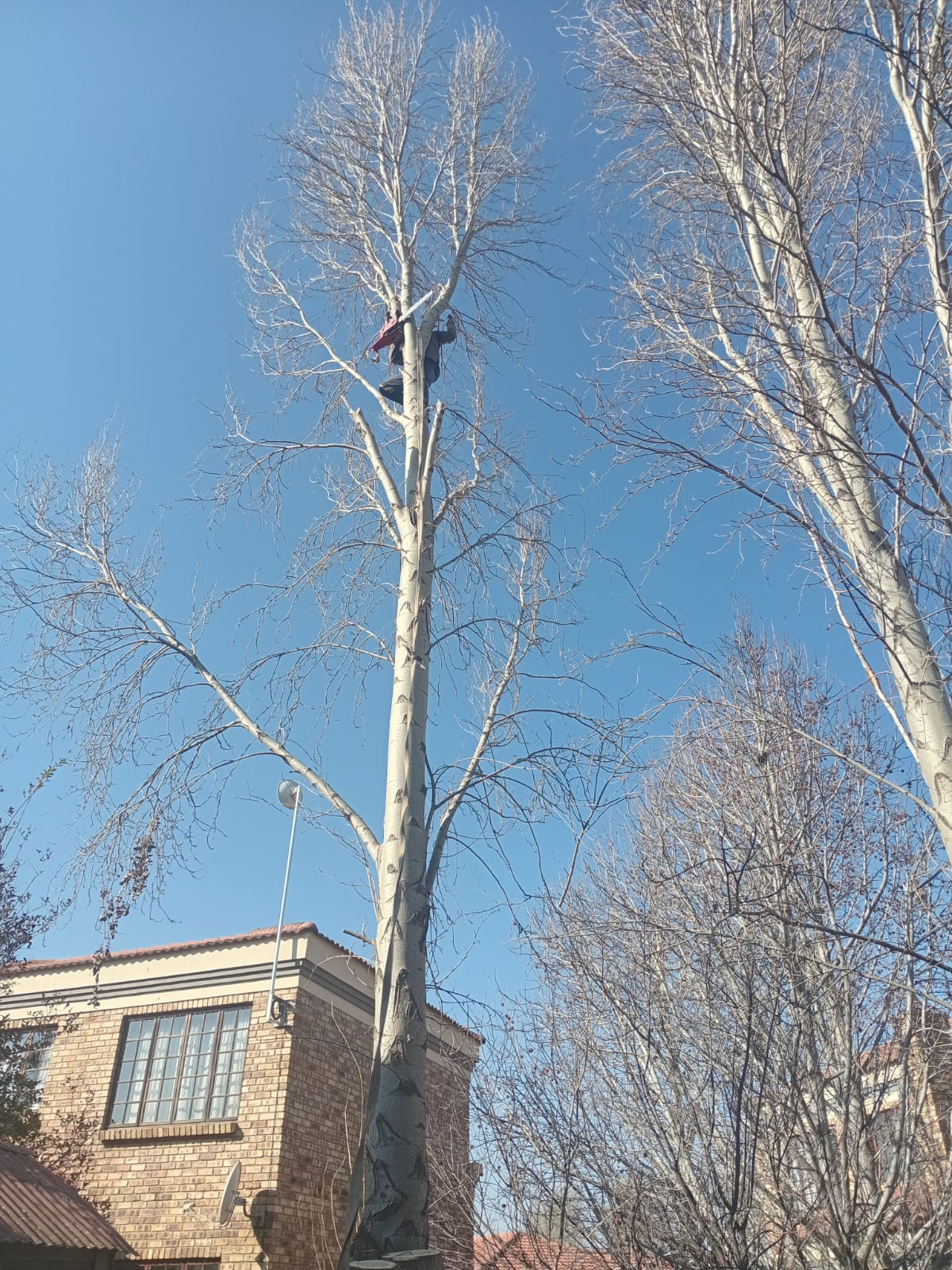 Climber working in a tall leafless tree beside a brick home