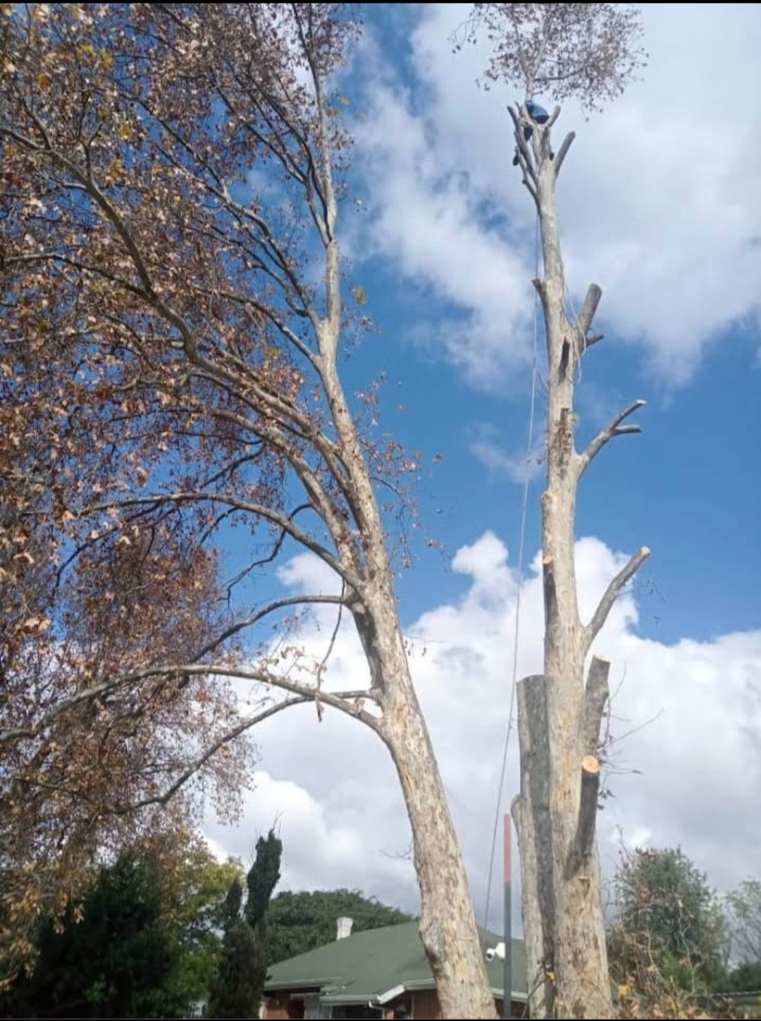 Tall plane tree being dismantled section by section