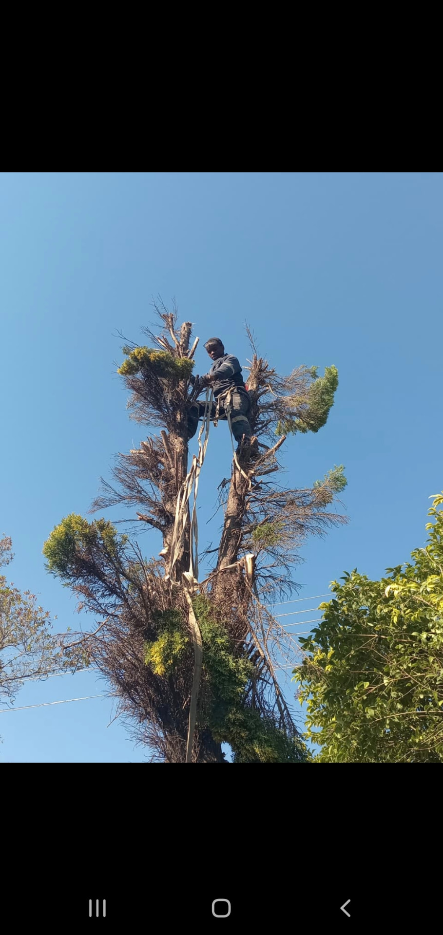 Climber roped into the top of a tall conifer during felling