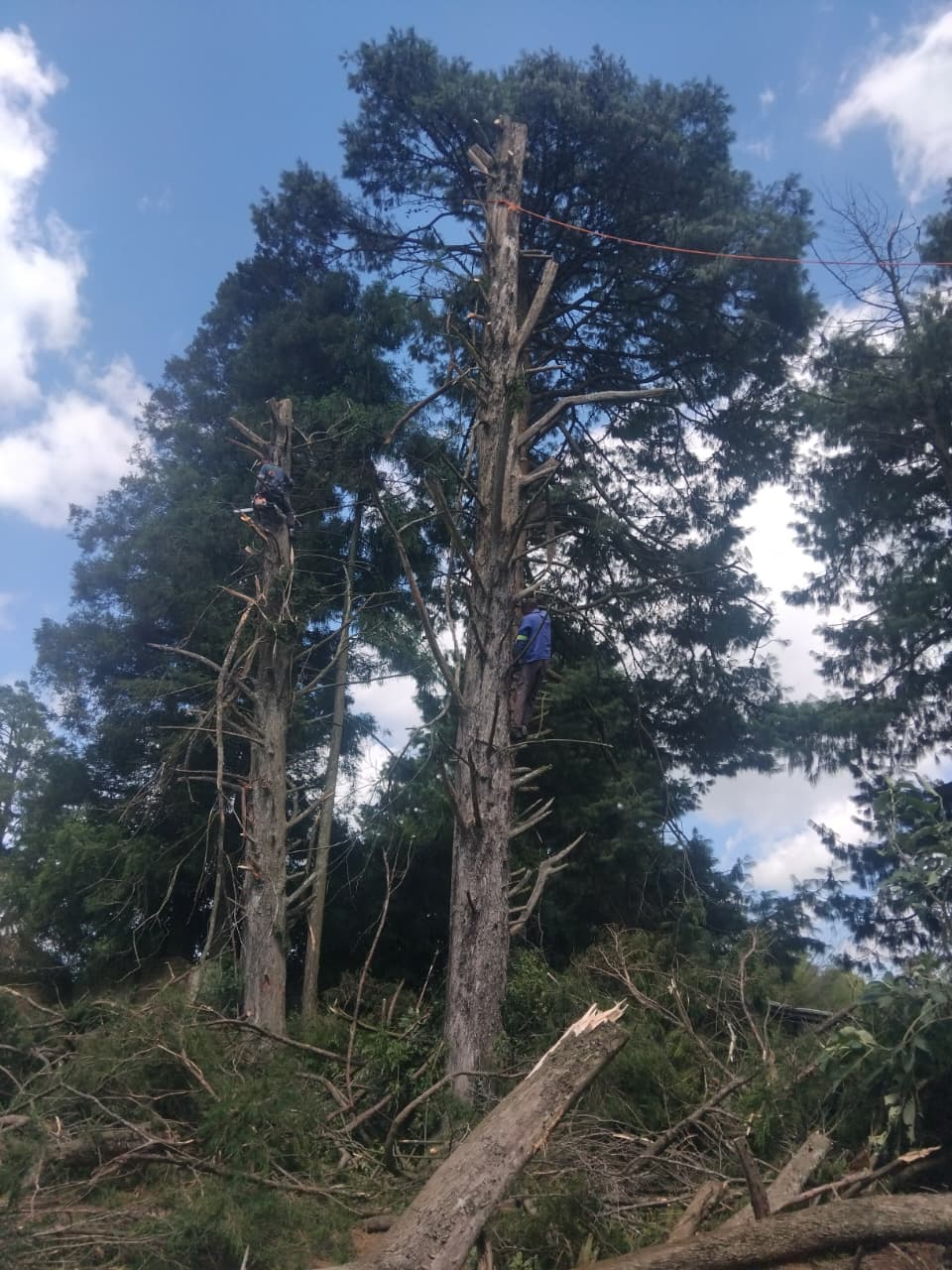 Tall trees and felled timber during a tree clearance job