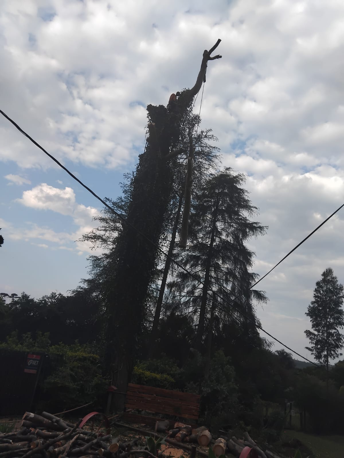 Tall tree being dismantled with ropes under a cloudy sky