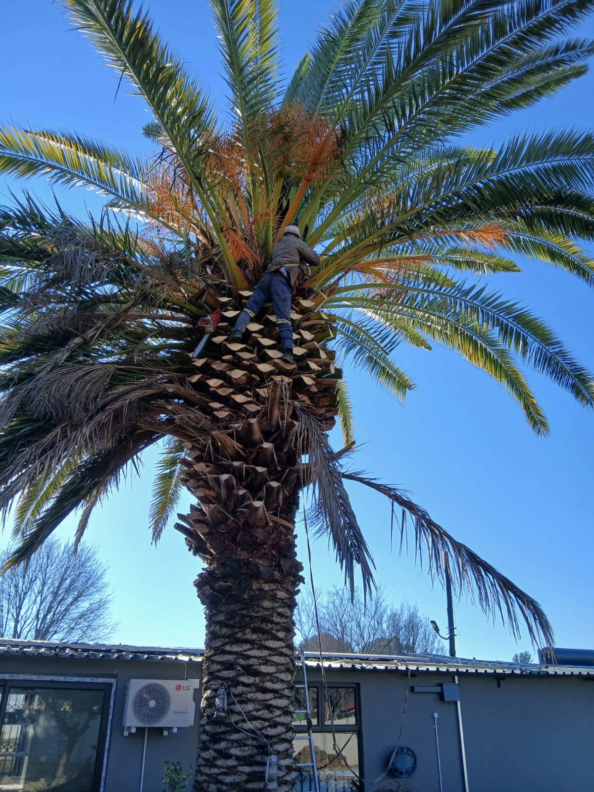 Palm tree in a residential garden under a clear blue sky