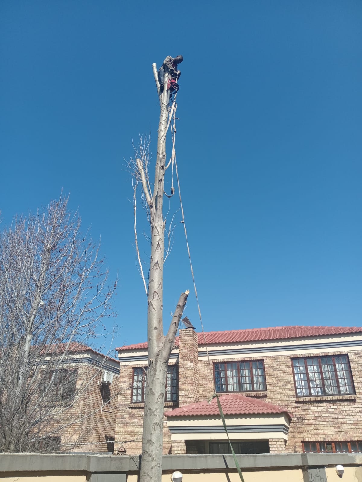 Roped climber at the top of a stripped tree trunk beside a house